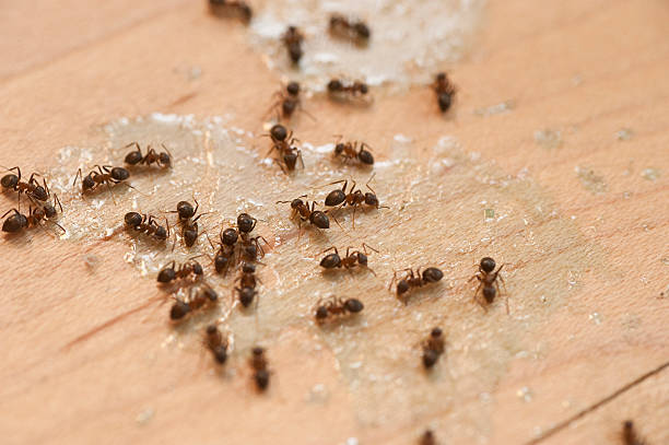 Wasp Removal Services in Milford, OH