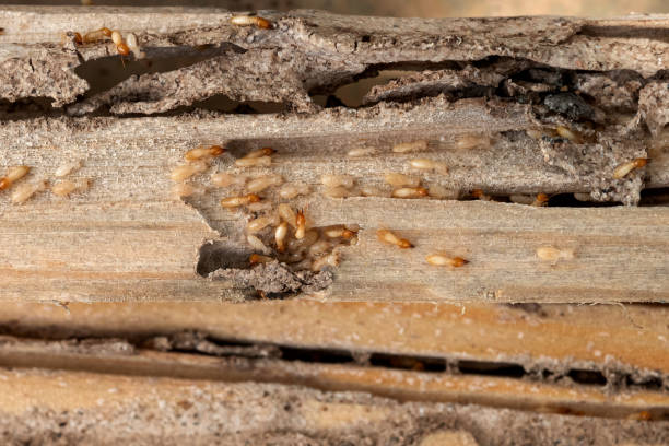Reliable Milford, OH Pest Control Solutions
